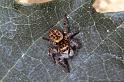 Carrhotus_xanthogramma_P1139_Z_85_Les Gris_Frankrijk